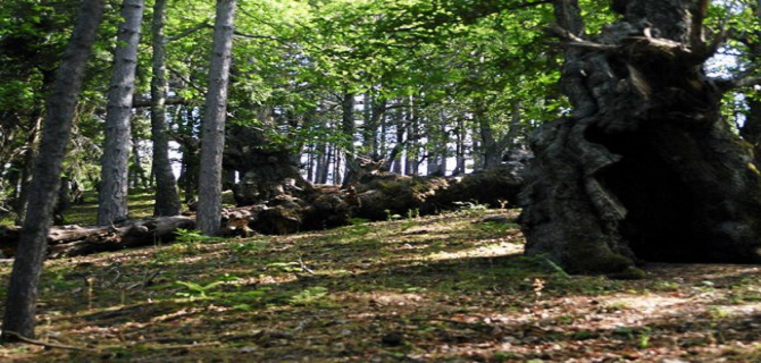 Cozzo del Pesco